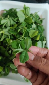 Plucked methi leaves 